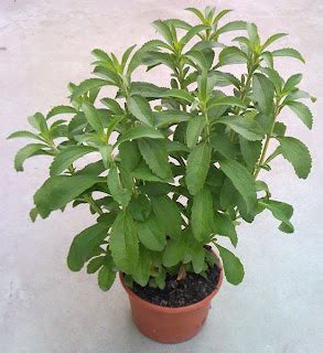 Planta De Stevia Cuidados Cultivo Cosecha Y Mas Verde Jard N