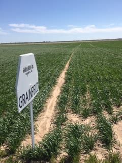 2021 Wheat Plot Golden Valley Inc