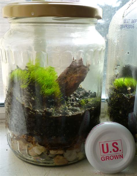 How To Make A Terrarium In A Jar Dengarden