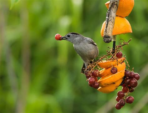 Gray Catbird: Identification, Range, And Photos