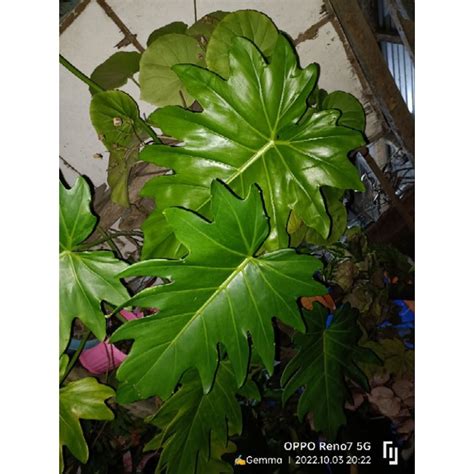 Philodendron Lacerum One Leaf Cutting Shopee Philippines