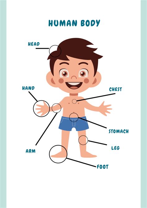 Partes Del Cuerpo Humano En Ingl S Para Ni Os Up Master