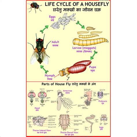 Life Cycle Of Housefly Chart At 275 00 INR In Delhi Vidya Chitr Prakashan