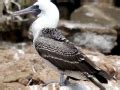 Peruvian Booby OCEAN TREASURES Memorial Library