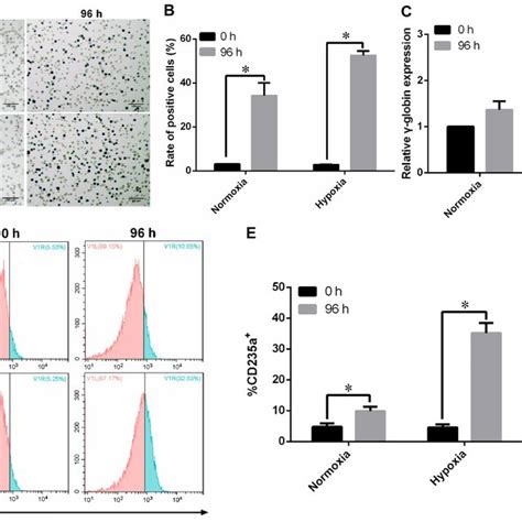 K562 Cells Successfully Differentiated Into Erythroid Cells Under Download Scientific Diagram