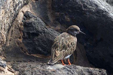 Premium Photo Ruddy Turnstone Arenaria Interpres Standing On Rocks