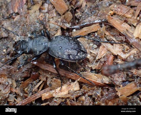 Greater Night Stalking Tiger Beetle Omus Dejeanii Stock Photo Alamy