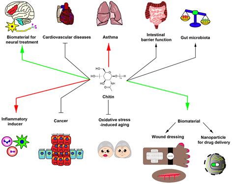 Molecules Free Full Text Chitin And Chitosan Derivatives As