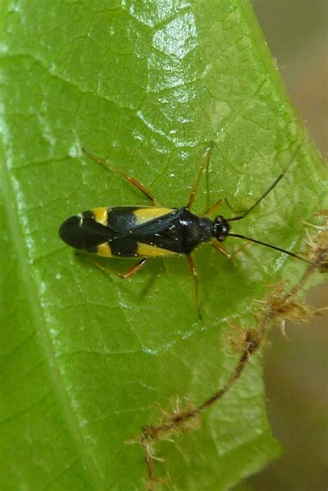 Dryophilocoris Flavoquadrimaculatus Vierfleck Eichenweichw Flickr