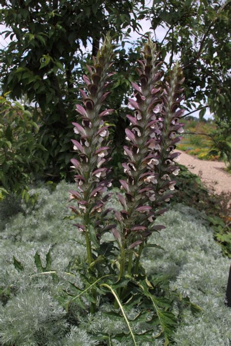 Acanthus Hungaricus Bloemenpark Appeltern