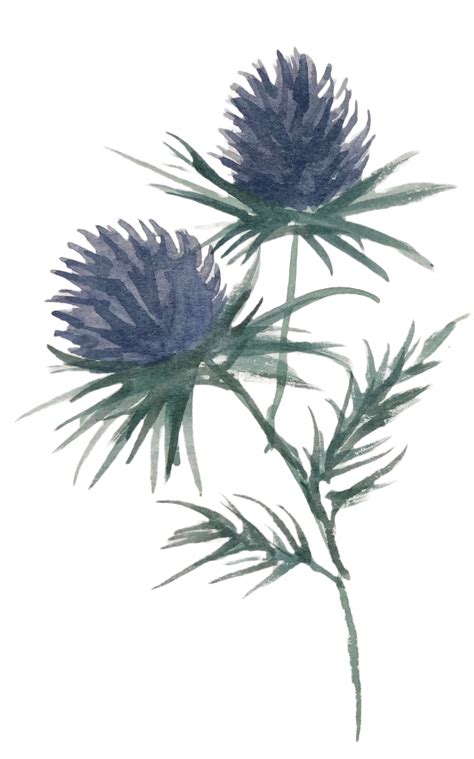 Thistle Watercolor Clipart Etsy