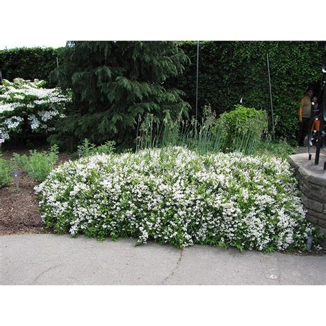 Deutzia Gracilis Cu Flori Albe 20 30cm La Ghiveci Plantland Ro