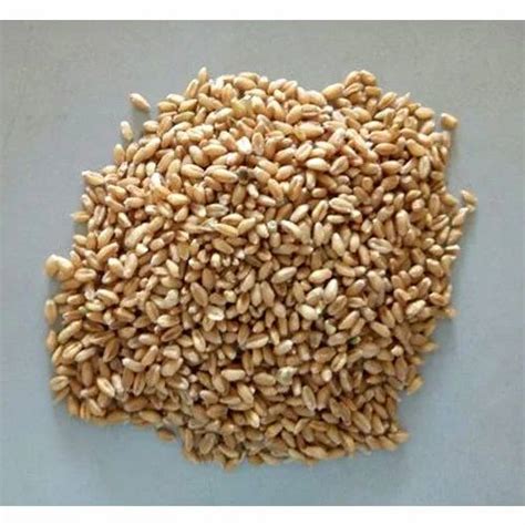 Wheat Grains At Rs 2150 00 Quintal Jyoti Nagar Alwar ID 15750297730