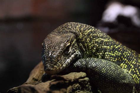 Nile Monitor Lizard - ZooChat