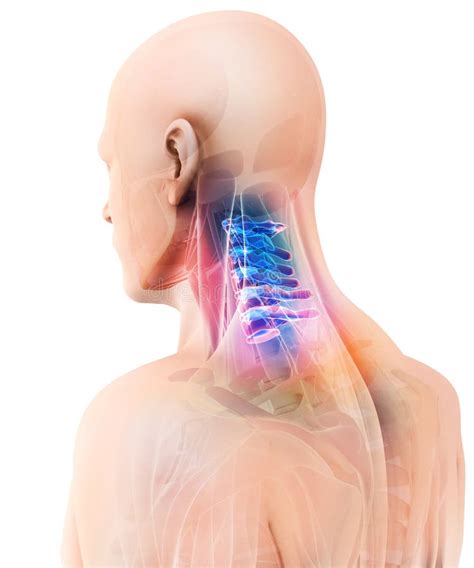 3D Illustration Of Cervical Spine Medical Concept Stock Illustration