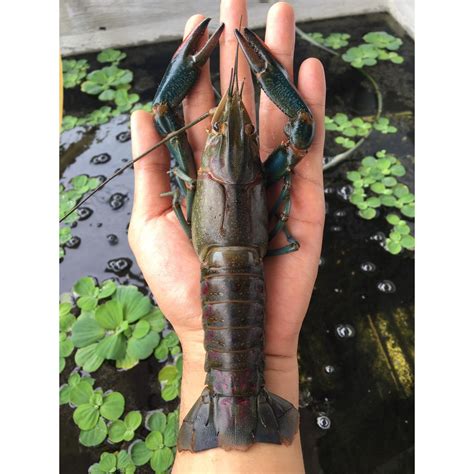 Jual Indukan Lobster Air Tawar Ekor Shopee Indonesia