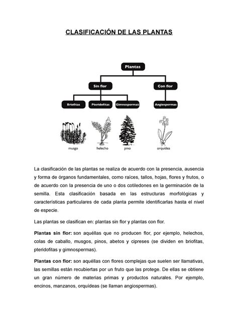 Clasificación De Las Plantas ClasificaciÓn De Las Plantas La Clasificación De Las Plantas Se