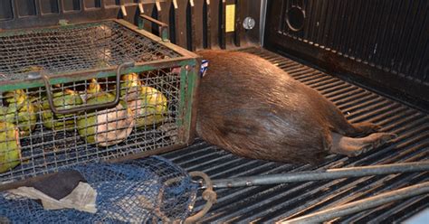 G Homem Preso Suspeito De Matar Capivara Espingarda Na Para Ba