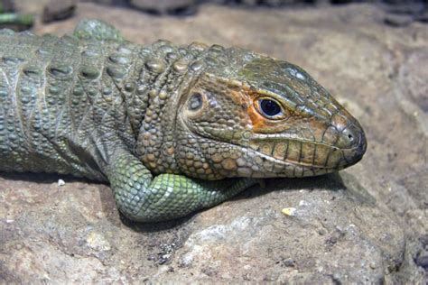 Lizard Reptile Scaly Nostril Reptile Stock Photo Image Of Runs Skin