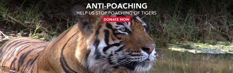 Anti Poaching Missions-Earthrace Conservation.org