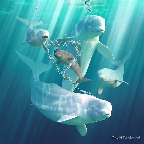Beluga Bubbles By David Penfound Redbubble