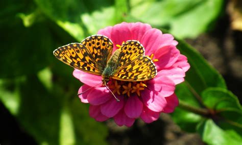 Mariposa Insecto Zinnia Foto Gratis En Pixabay Pixabay