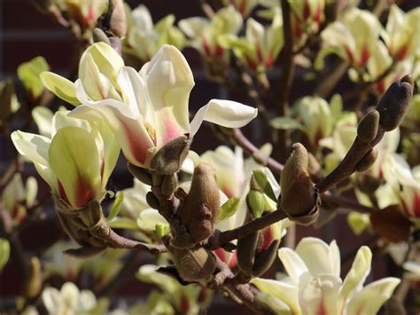 Magnolie "Sunsation" - Zahradní centrum "Strakovo" s.r.o.