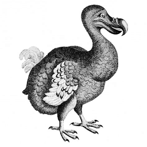 15 Fascinating Facts About Dodo Birds Discover Walks Blog