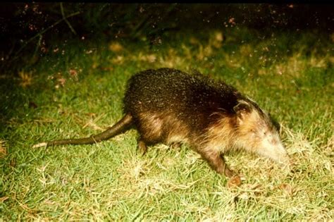 Cuban solenodon – Small Mammals SG