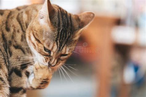 Bengal Cat Is Sittin On The Table Stock Image Image Of Lovely Pretty