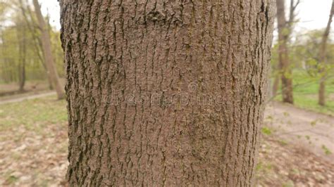 Tree Bark Close Up. Bark of Deciduous Trees. Stock Image - Image of ...