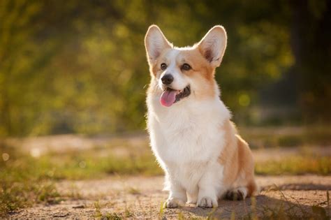 Welsh Corgi Pembroke Caract Re Prix Ducation Levage