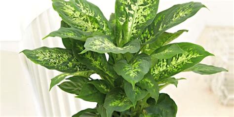 17 Dieffenbachia Varieties | Types of Dumb Cane