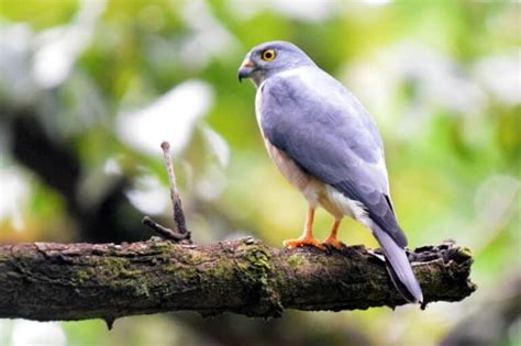 Gavil N Ranero Accipiter Soloensis Mundiaves