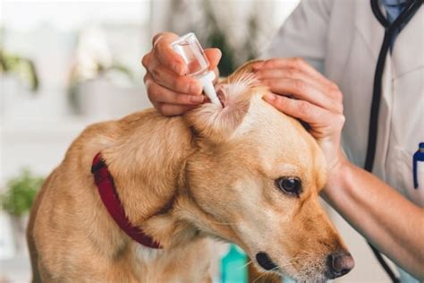 Dog Ear Mites Vs Yeast Infection The Difference And Best Treatments