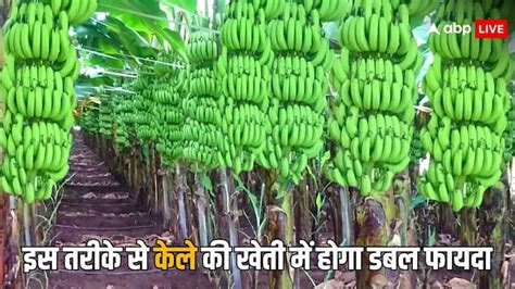 Banana Farming Tips If You Do This While Cultivating Banana You Will