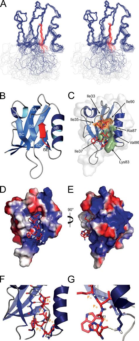 NMR Solution Structure Of The PICK1 PDZ Domain In Complex With The DAT