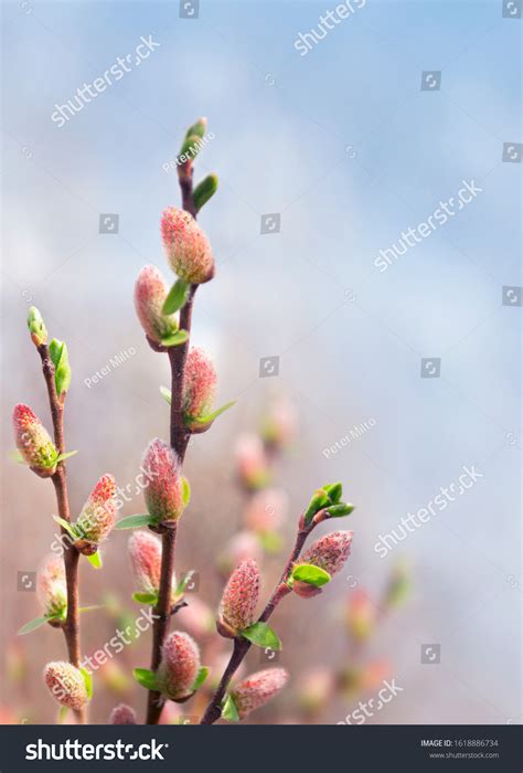 Pink Pussy Willow Images Stock Photos Vectors Shutterstock