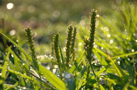 Plantain Wild Grass Dew - Free photo on Pixabay - Pixabay