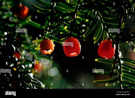 Yew Tree Berries Stock Photo - Alamy