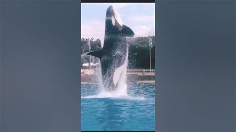 Killer Whale Up Close Tour Featuring Corky Seaworld San Diego Youtube