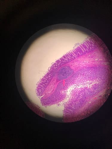 Histology Exam Ii Flashcards Quizlet