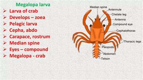 larval forms  crustaceapptx