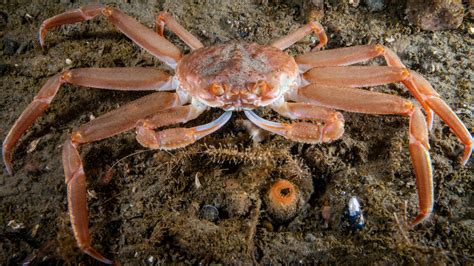 Scientists Answer Why 10 Billion Alaskan Snow Crabs Disappeared The