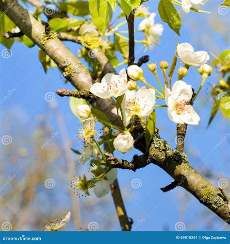 Beautiful Spring Blossoming Apple Tree Stock Image Image Of Color