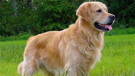 Golden Retriever Facts Youtube