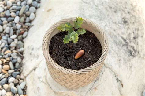 How To Grow An Acorn Discount Changeyourwindows