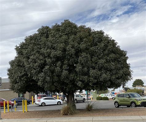 Chinese Pistache Trees Southwest Landscape Guzmans Greenhouse