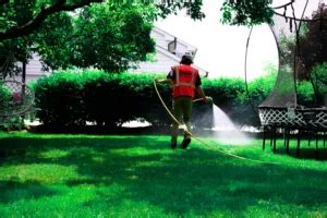 Mosquito Control Services A Comprehensive Guide