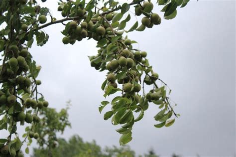 Près de Saint Brieuc ces producteurs font découvrir leur poiré le